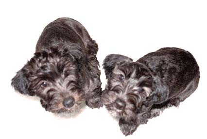 Click on the puppies for a list of breeders