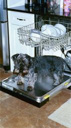 Stanley the dishwasher